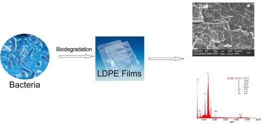 Improved plastic degradation by microbe seeks to reduce environmental hazard